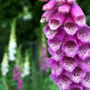 Digitalis purpurea
