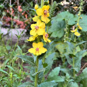 Verbascum