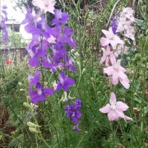 Espuela de caballero( Consolida ajacis)