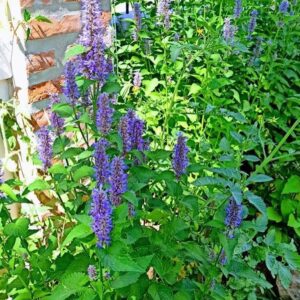 Agastache foeniculum  (hisopo de anis)