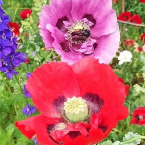 Amapola Mix de Colores