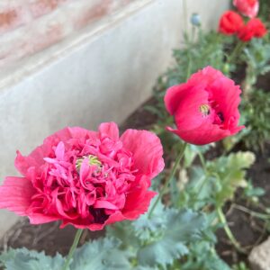 Amapolas simples y dobles