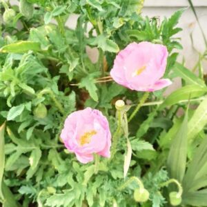 Amapolas Mix de Colores