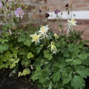 Aquilegia Mix (Nora Barlow, Columbine Rocky Mountain)