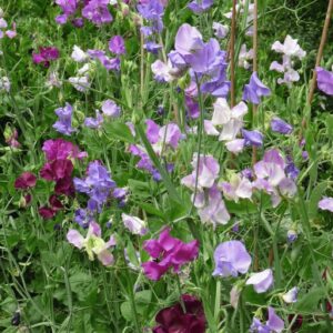 Arvejillas mix de colores