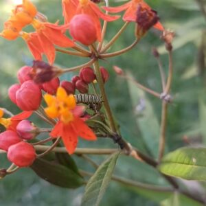 Asclepia curasávica