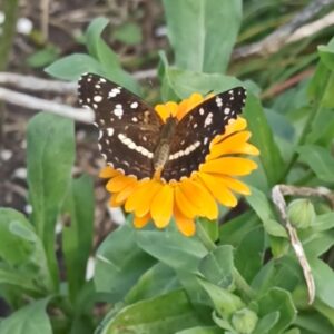 Caléndula(Caléndula officinalis)