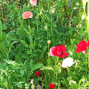 Amapolas colores surtidos