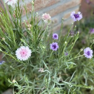 Centaurea cyanus Mix