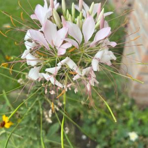 Cleome hassleriana o flor de araña