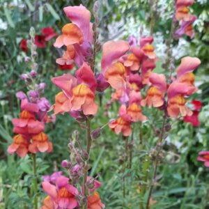 Conejitos gigantes Antirrhinum majus