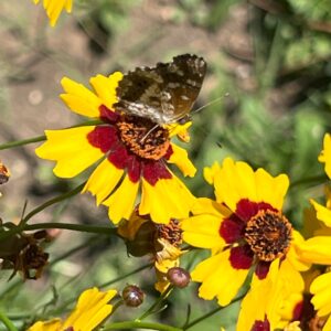 Coreopsis tinctorea