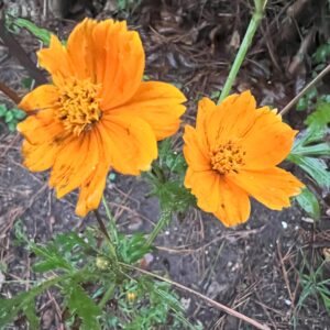 Cosmos naranjas ( Cosmos sulphureus)