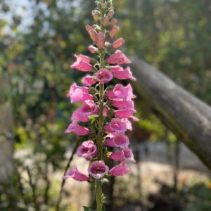 Digitalis purpurea