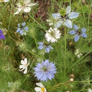 Nigella Damascena Mix ( celeste, blanco)
