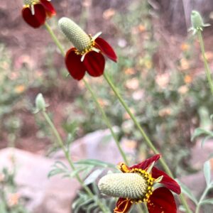 Ratibida columnifera  Red Midget (Sombrero mexicano)