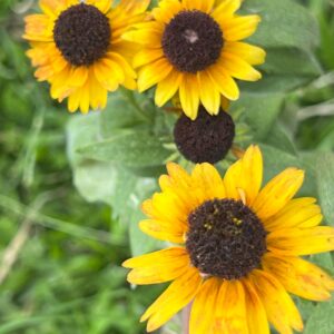Rudbeckia