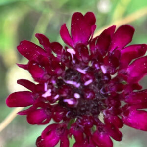 Scabiosas atropurpurea Chat Noir