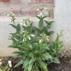 Penstemon digitalis alba
