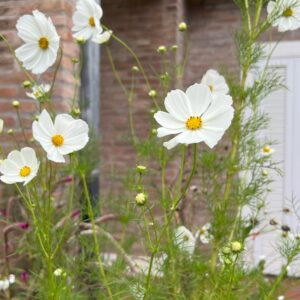 Cosmos (Cosmos  bipinnatus)