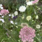 Daucus Carota Purple Kisses Mix rosas/ blancos