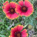 Gaillardia pulchella / Manta india