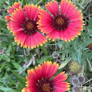 Gaillardia pulchella / Manta india