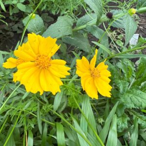 Coreopsis Hoja de Lanza ( Coreopsis lanceolata)