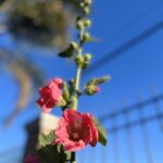 Malva Real Mix de colores