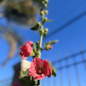 Malva Real Mix de colores
